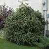 Mohican Viburnum #2 - Image 2